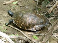 Old Large Cooter Turtle