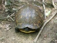Old Large Cooter Turtle