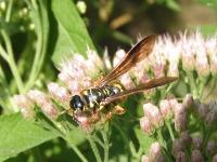 Typhiid Wasp