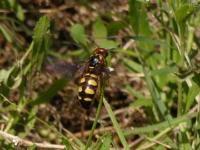 Scolid Wasp
