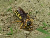 Apoid Sand Wasp
