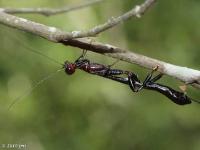 Crown-of-thorns Wasp
