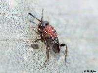 Ensign Wasp(tiny)