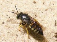 Apoid Sand Wasp