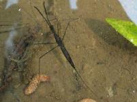 Brown Waterscorpion