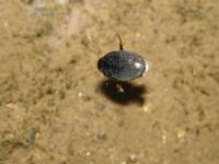 Predaceous Diving Beetle(Bottom up for air)