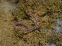 Aquatic Earthworm
