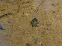 Dragonfly Larvae(possible clubtail)