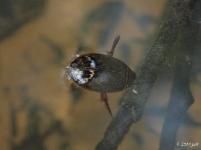 Predaceous Diving Beetle