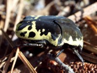 Halequin Flower Beetle