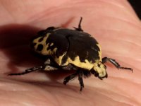 Harlequin Flower Beetle