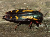 Red-Legged Metallic Wood Boring Beetle