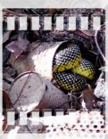 Snake Hiding In a Can